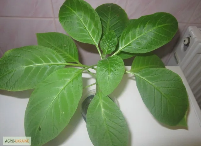 Продам укорененные черенки бругмансии: простые и махровые, разные цвета- фото № 2