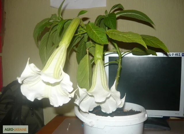 Продам укорененные черенки бругмансии: простые и махровые, разные цвета- фото № 11