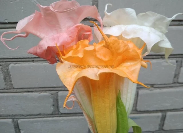 Бругмансии махровые и простые - укорененные черенки- фото № 2