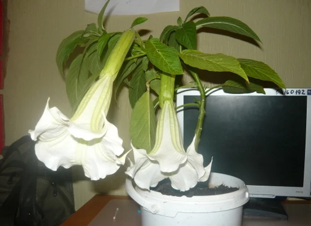 Бругмансии махровые и простые - укорененные черенки- фото № 4