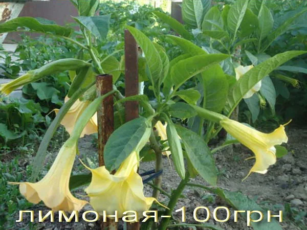 Бругмансии махровые и простые - укорененные черенки- фото № 5