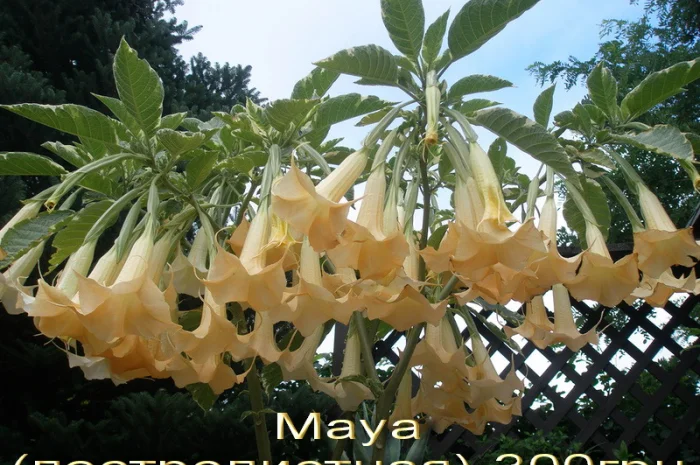 Бругмансии махровые и простые - укорененные черенки- фото № 6