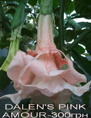 Бругмансии махровые и простые - укорененные черенки- фото № 10