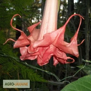 Бругмансии махровые и простые - укорененные черенки- фото № 11