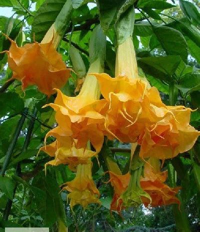 Бругмансии махровые и простые - укорененные черенки- фото № 12