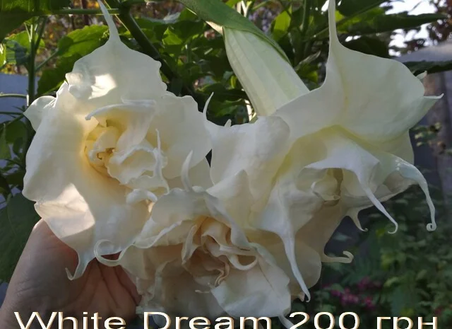 Бругмансии махровые и простые - укорененные черенки- фото № 13