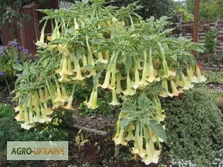 Бругмансии махровые и простые - укорененные черенки- фото № 15