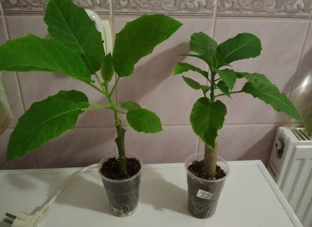 Бругмансии махровые и простые - укорененные черенки- фото № 16