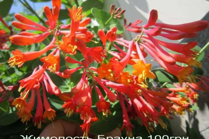 Жимолость декоративная 6 сортов вечнозеленая, вариегатная, каприфоль- фото № 1