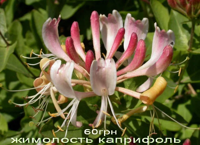 Жимолость декоративная 6 сортов вечнозеленая, вариегатная, каприфоль- фото № 3