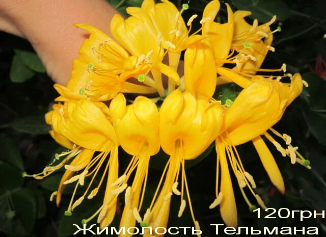 Жимолость декоративная 6 сортов вечнозеленая, вариегатная, каприфоль- фото № 6