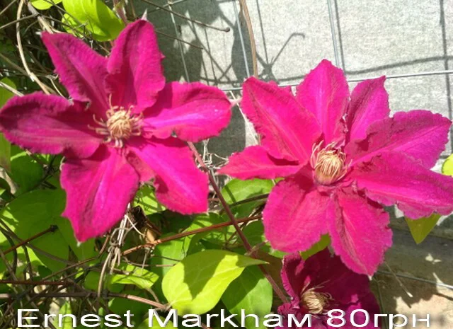 Жимолость декоративная 6 сортов вечнозеленая, вариегатная, каприфоль- фото № 7