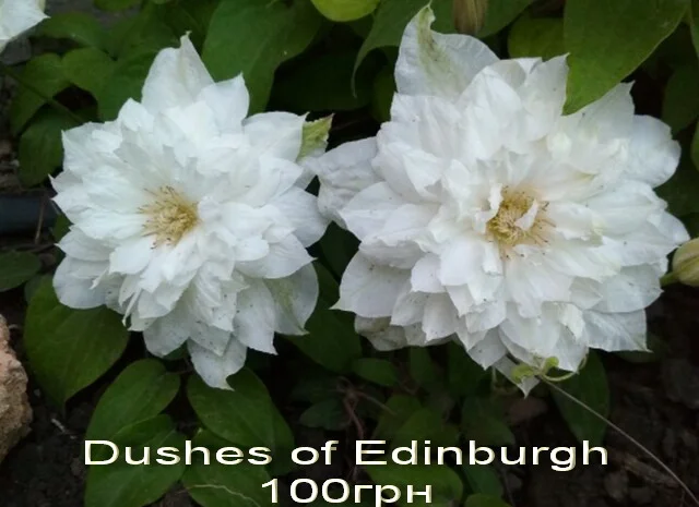 Жимолость декоративная 6 сортов вечнозеленая, вариегатная, каприфоль- фото № 11