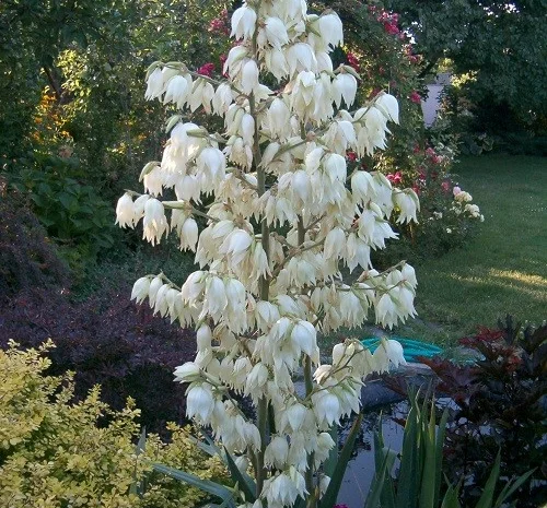 Продам саженцы юкки нитчатой- фото № 1