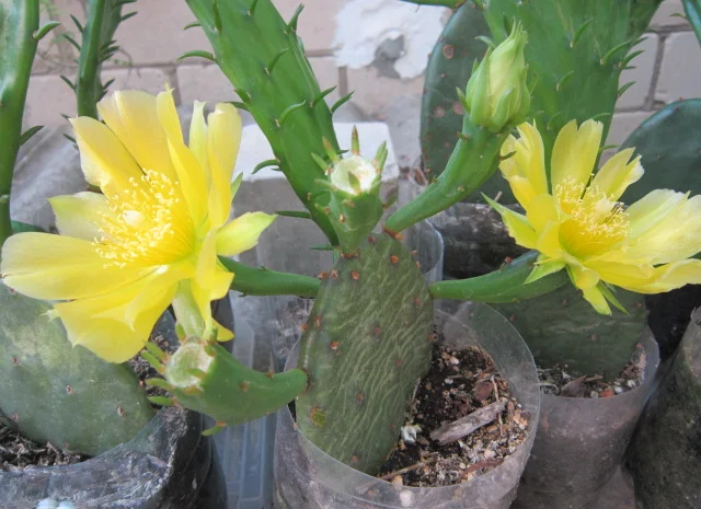 Опунция садовая – кактус, зимующий в открытом грунте- фото № 2