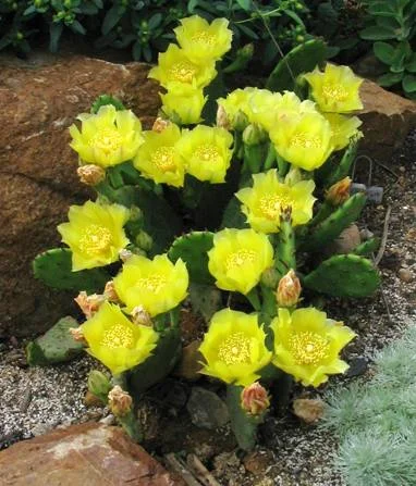 Опунция садовая – кактус, зимующий в открытом грунте- фото № 1