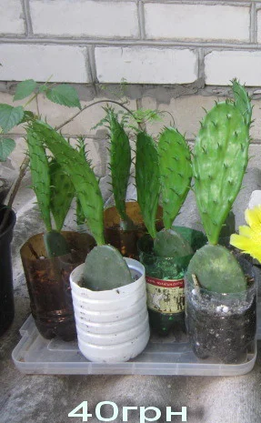 Опунция садовая – кактус, зимующий в открытом грунте- фото № 4