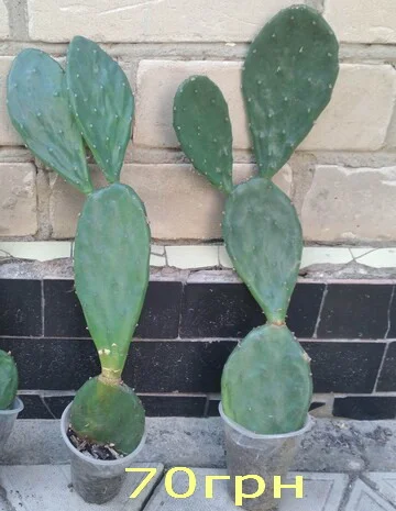 Опунция садовая – кактус, зимующий в открытом грунте- фото № 5