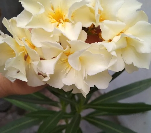 Олеандры махровые 6 сортов- фото № 1