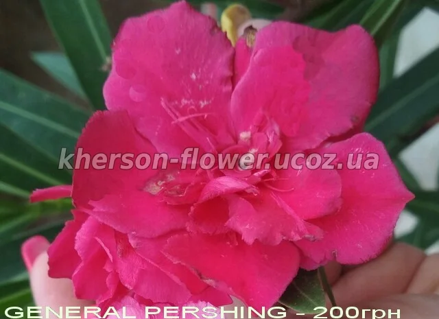 Олеандры махровые 6 сортов- фото № 5