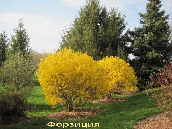 Жасмин (чубушник) – ароматный декоративный кустарник- фото № 13