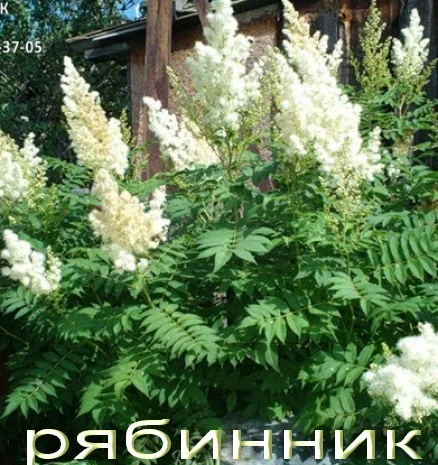 Жасмин (чубушник) – ароматный декоративный кустарник- фото № 9