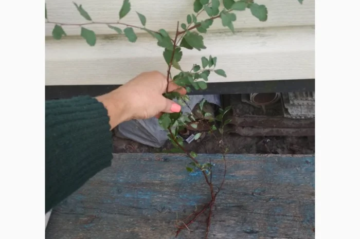 Декоративный кустарник спирея 5 сортов- фото № 14