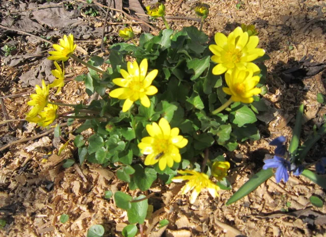 Лютик весенний или чистяк саженцы- фото № 1