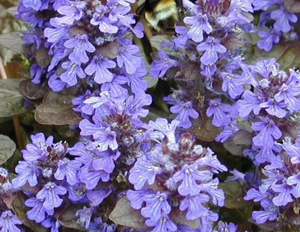 Продам саженцы живучки ползучей(Ajuga reptans) Атропурпуреа- фото № 2