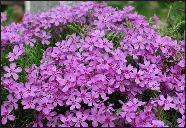 Продам саженцы живучки ползучей(Ajuga reptans) Атропурпуреа- фото № 4