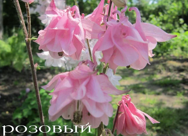 Продам саженцы аквилегии (водосбор)- фото № 3