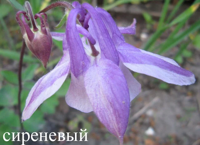 Продам саженцы аквилегии (водосбор)- фото № 4