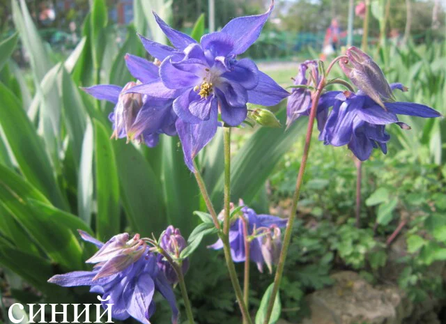 Продам саженцы аквилегии (водосбор)- фото № 5