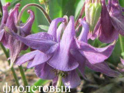 Продам саженцы аквилегии (водосбор)- фото № 2