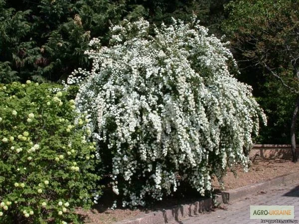 Спирея Вангутта (невеста) – живая изгородь- фото № 1