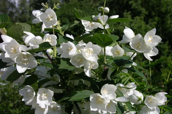 Спирея Вангутта (невеста) – живая изгородь- фото № 3