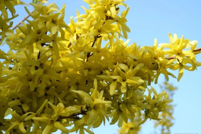 Продам саженцы форзиции- фото № 19