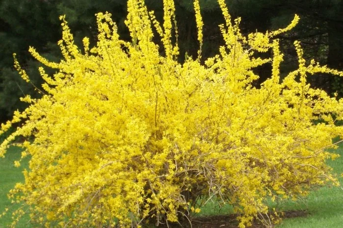 Продам саженцы форзиции- фото № 18