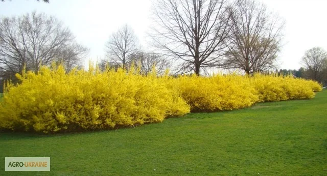 Продам саженцы форзиции- фото № 17