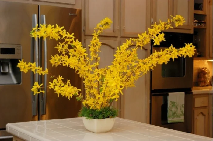 Продам саженцы форзиции- фото № 16