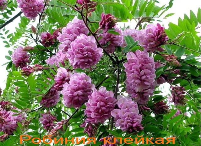 Саженцы розовой акации (робиния клейкая)- фото № 1