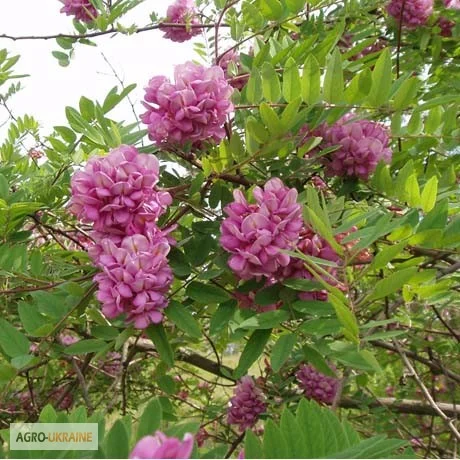 Саженцы розовой акации (робиния клейкая)- фото № 2