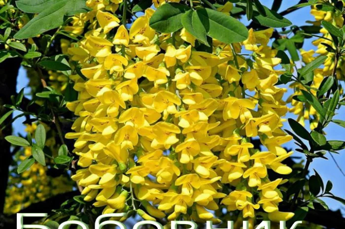 Саженцы розовой акации (робиния клейкая)- фото № 5