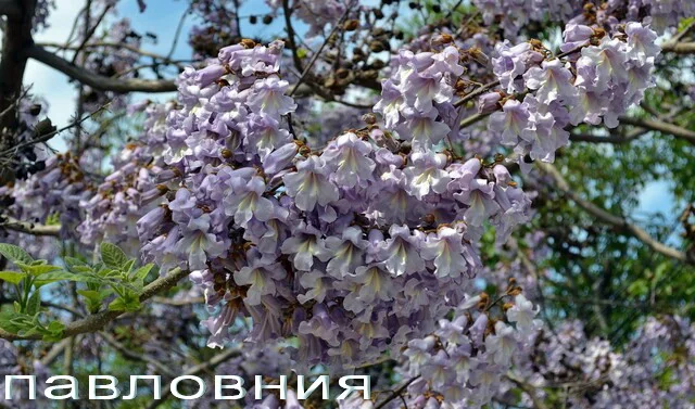 Саженцы розовой акации (робиния клейкая)- фото № 6