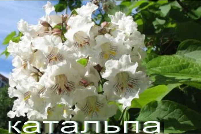 Саженцы розовой акации (робиния клейкая)- фото № 7