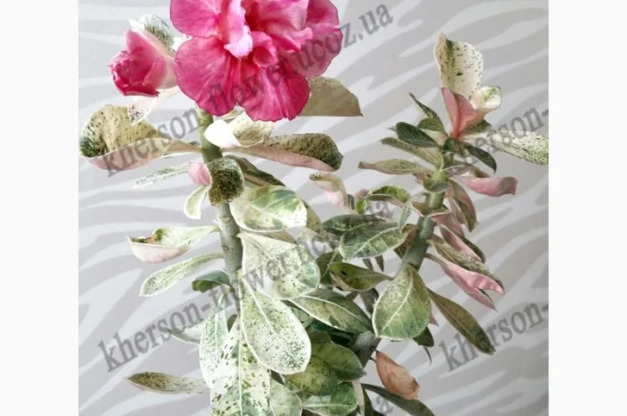 Адениум привитой махровый вариегатный (пестролистный)- фото № 1