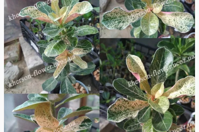 Адениум привитой махровый вариегатный (пестролистный)- фото № 2