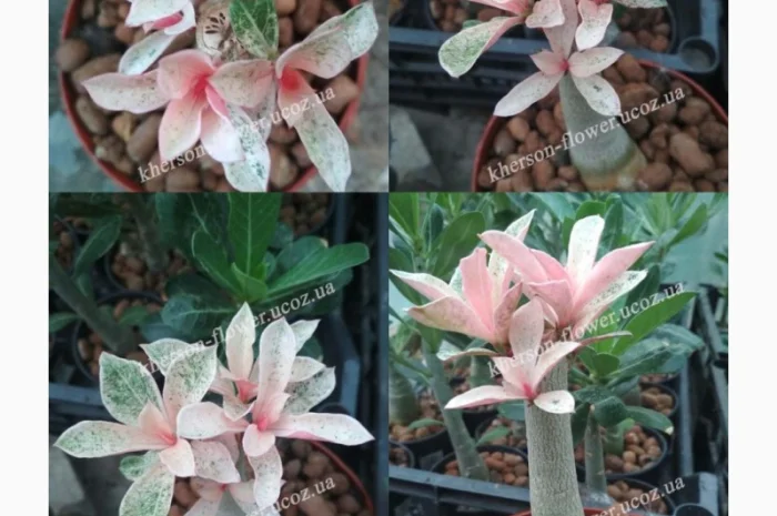 Адениум привитой махровый вариегатный (пестролистный)- фото № 3