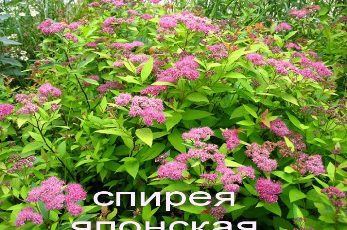 Спирея японская декоративный кустарник- фото № 1