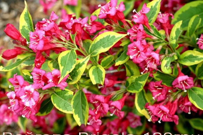 Спирея японская декоративный кустарник- фото № 11